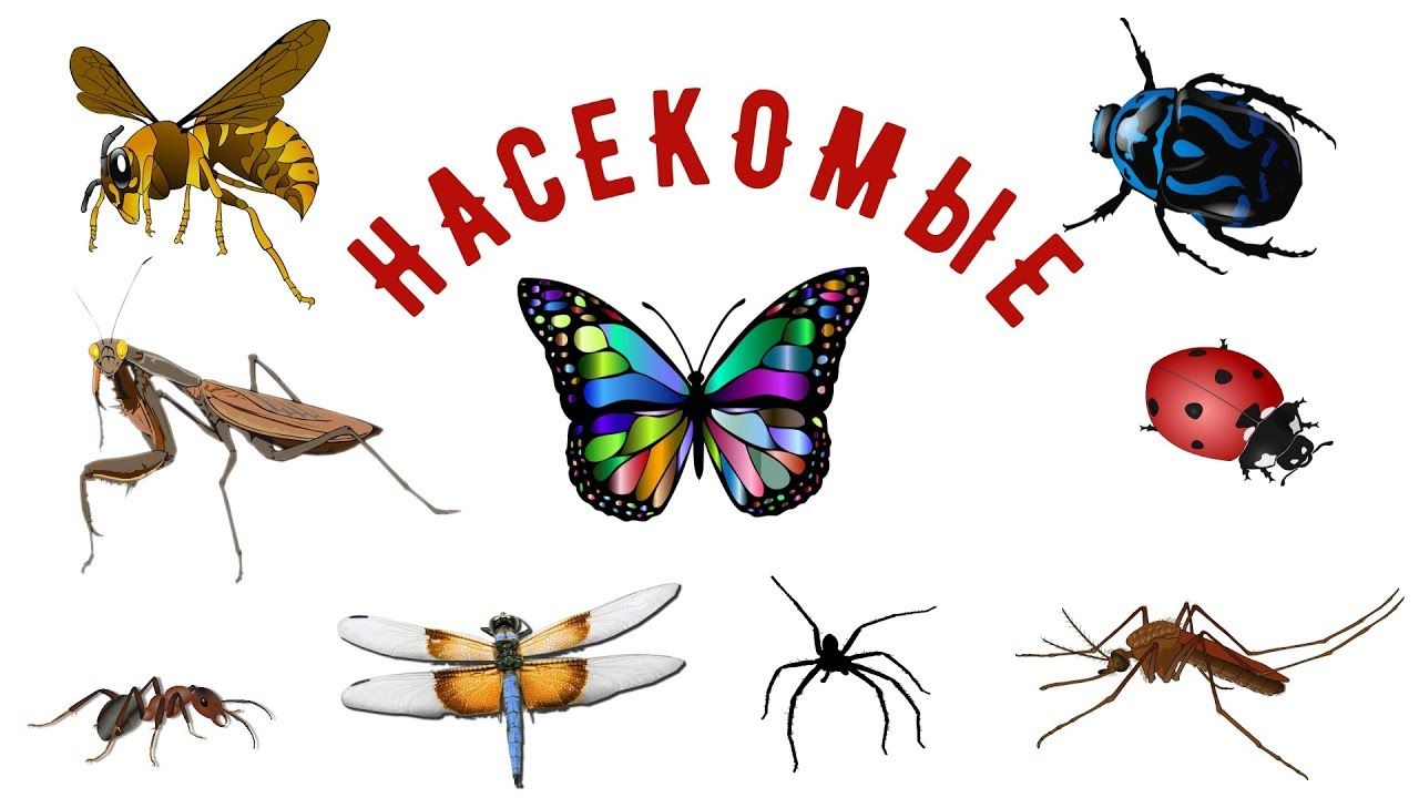 Неделя насекомых